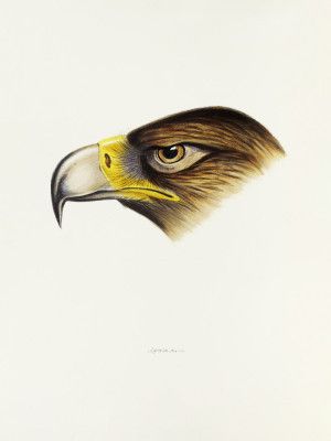 Wedge Tailed Eagle