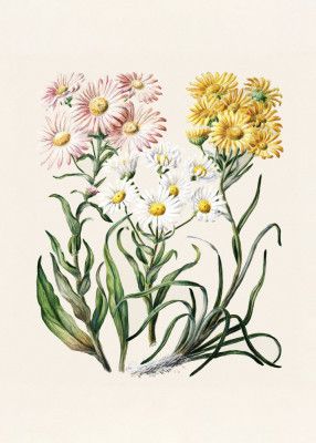 New Zealand Snow Groundsels Drawn By Featon (1848–1927)