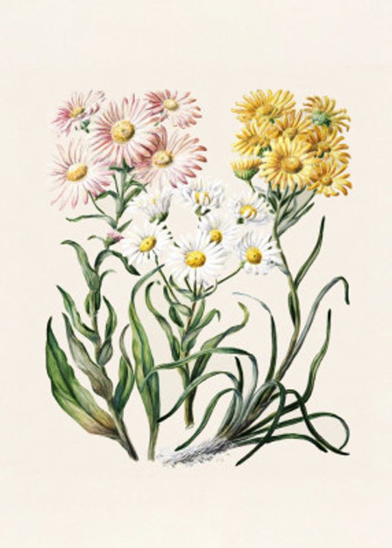 New Zealand Snow Groundsels Drawn By Featon (1848–1927)