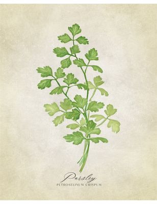 Parsley Vintage