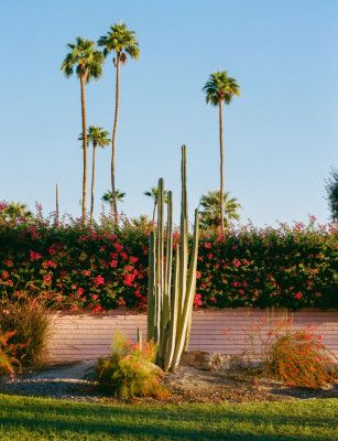 Palm Springs Morning II on Film