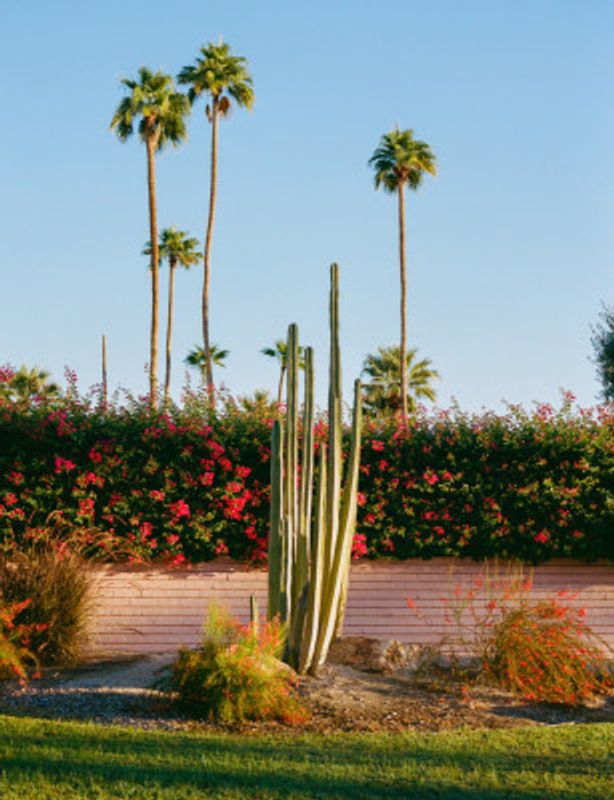 Palm Springs Morning II on Film