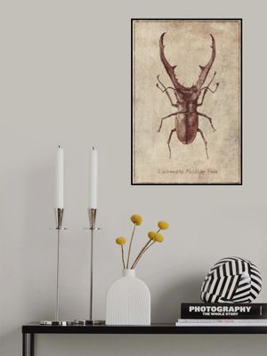 Antique Beetle Illustration