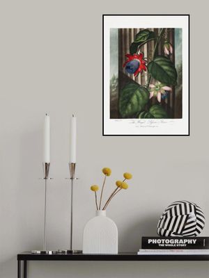 The Winged Passion-Flower from The Temple of Flora (1807)