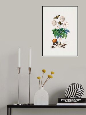 Double flower cultivar