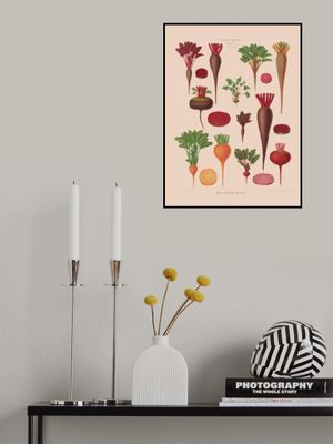 Beets From Album Benary (1876 1886) By Ernst Benary