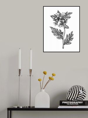 Henbane (Hyoscyamus niger)