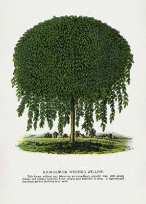 Kilmarnock Weeping Willow Tree Lithograph