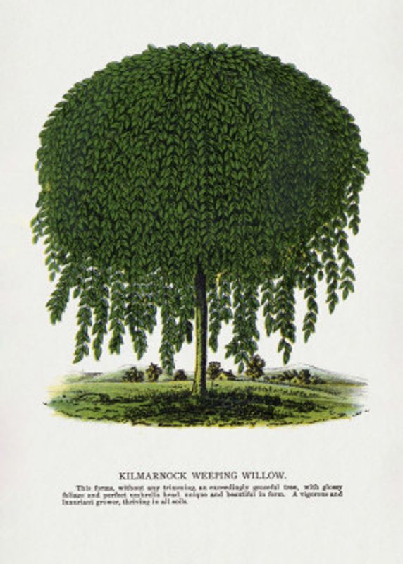 Kilmarnock Weeping Willow Tree Lithograph