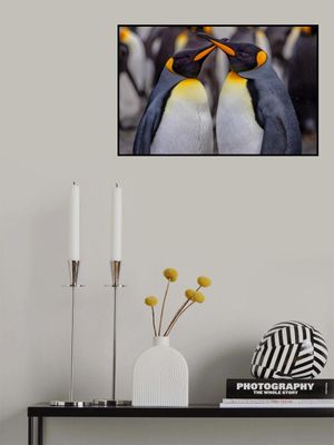 King Penguins in Snowy Day