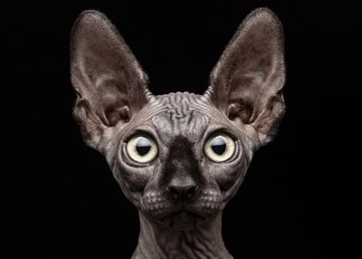 Sphynx Cat