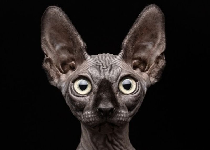 Sphynx Cat