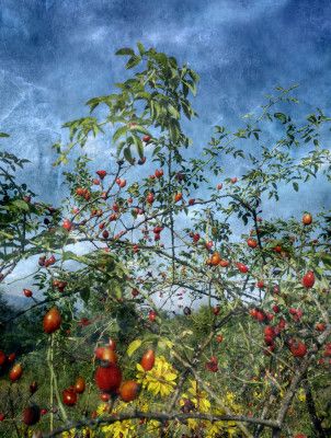 Wild In the Country (2)