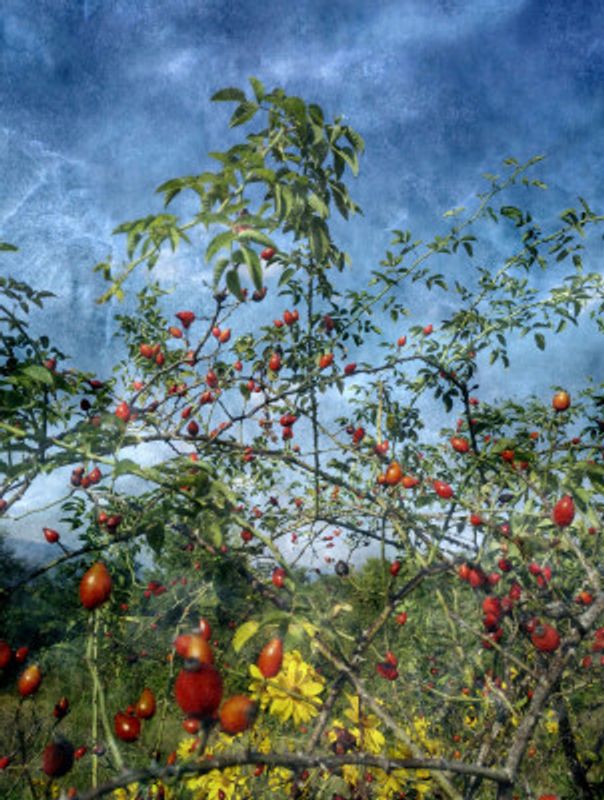 Wild In the Country (2)