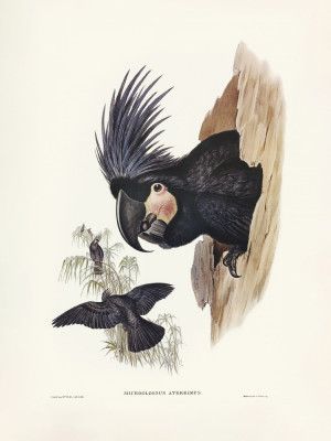Great Palm Cockatoo