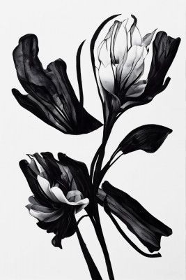Black Flower