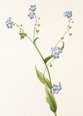 Bur Forget Me Not From North American Wildflowers (1925) By Mary Vaux Walcott