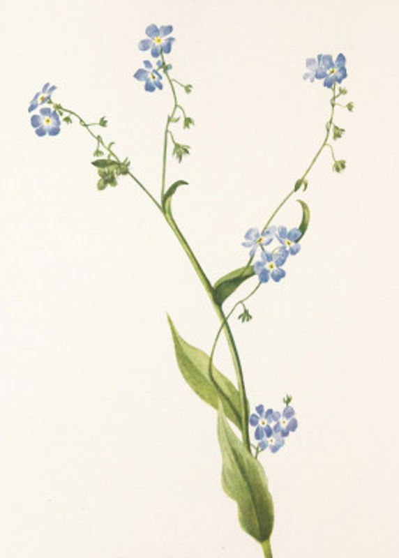 Bur Forget Me Not From North American Wildflowers (1925) By Mary Vaux Walcott