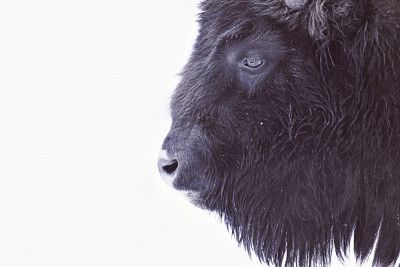 Black Buffalo Portrait