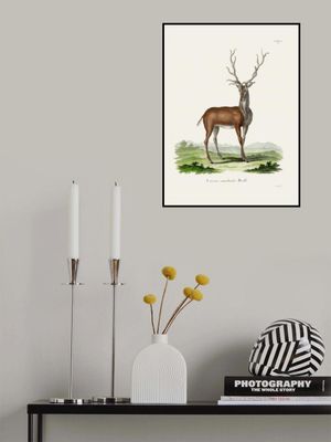 Elk  By Johann Christian Daniel Von Schreber.