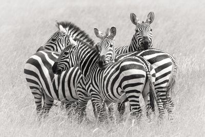 Zebras