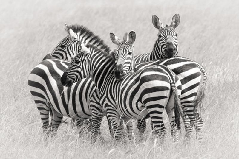 Zebras