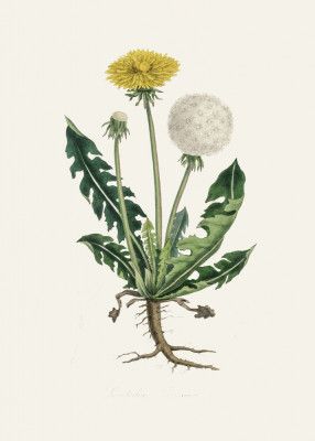 Leontodon Taraxacuma Medical Botany