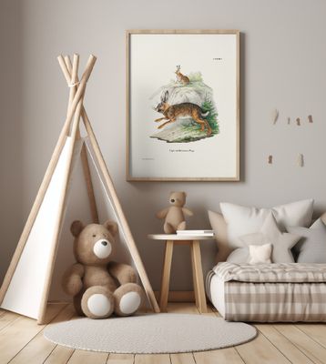 Cape Hare  By Johann Christian Daniel Von Schreber.