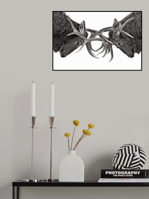 Eye to Eye - Elk fight