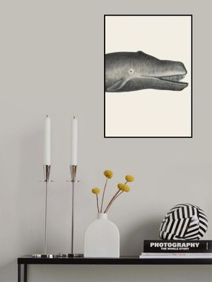 Whale Ii Tight Crop Handcolored Sealife Lithograph 1824