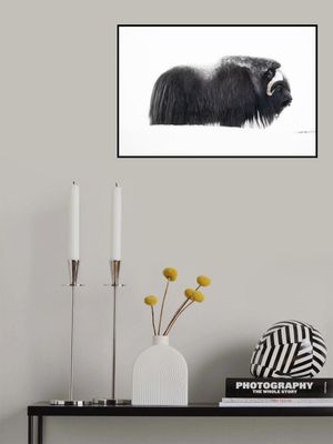 Muskox