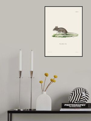 Rat By Johann Christian Daniel Von Schreber