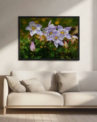 Colorado Columbines II