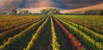 vineyard in Autumn