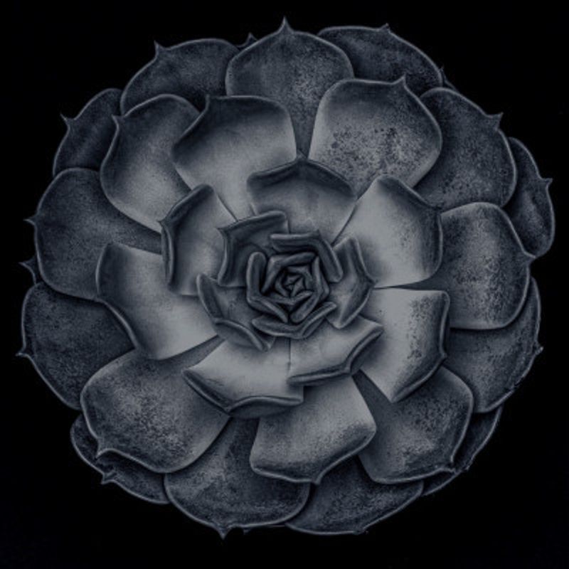 Succulent Graptoveria B&amp;W 001 Square Contrast 002