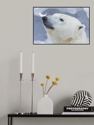 Polar bear portrait