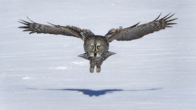 Great Grey Owl in Flight