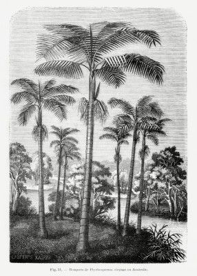 Vintage Palm Tree Drawing Ii