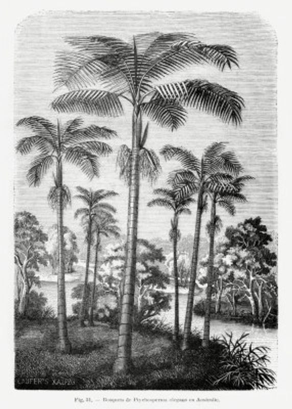 Vintage Palm Tree Drawing Ii