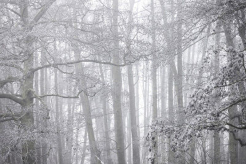 Foggy Winter Morning 2
