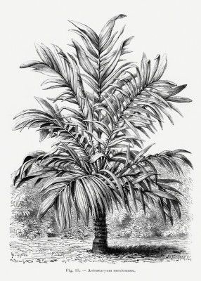 Vintage Palm Tree Drawing Ix