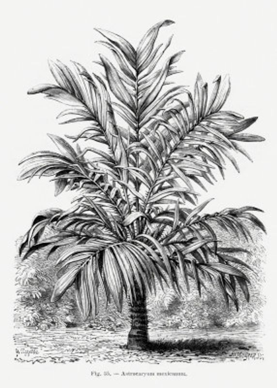 Vintage Palm Tree Drawing Ix
