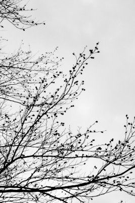 Winter Silhouettes 7