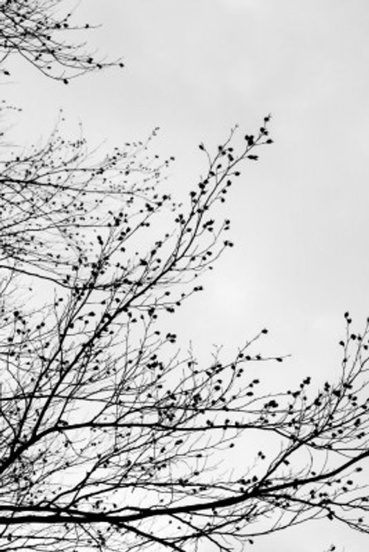 Winter Silhouettes 7