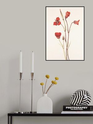 Scarlet Mariposa From North American Wildflowers (1925) By Mary Vaux Walcott