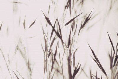 Elegant Grass White Beige