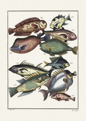 Exotic Fish (1767) By J V Schley