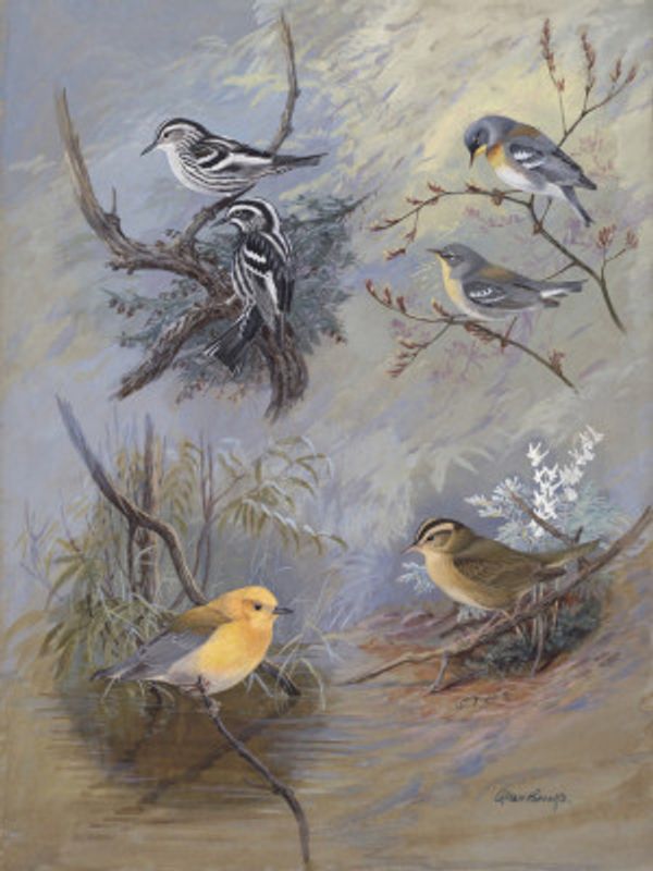Warblers 002 By Allan Brooks