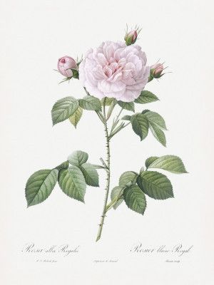 Royal White Rose, Les Roses (1817–1824)