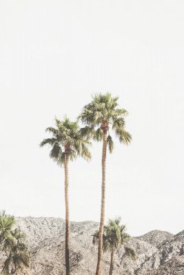 Palm Springs Palms